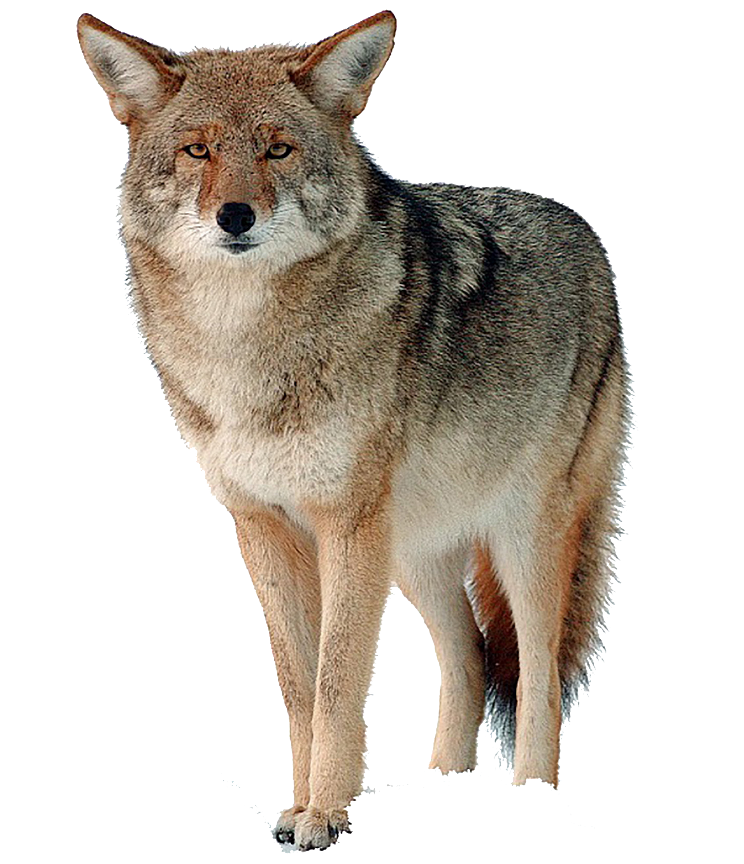 Adult Coyote PNG
