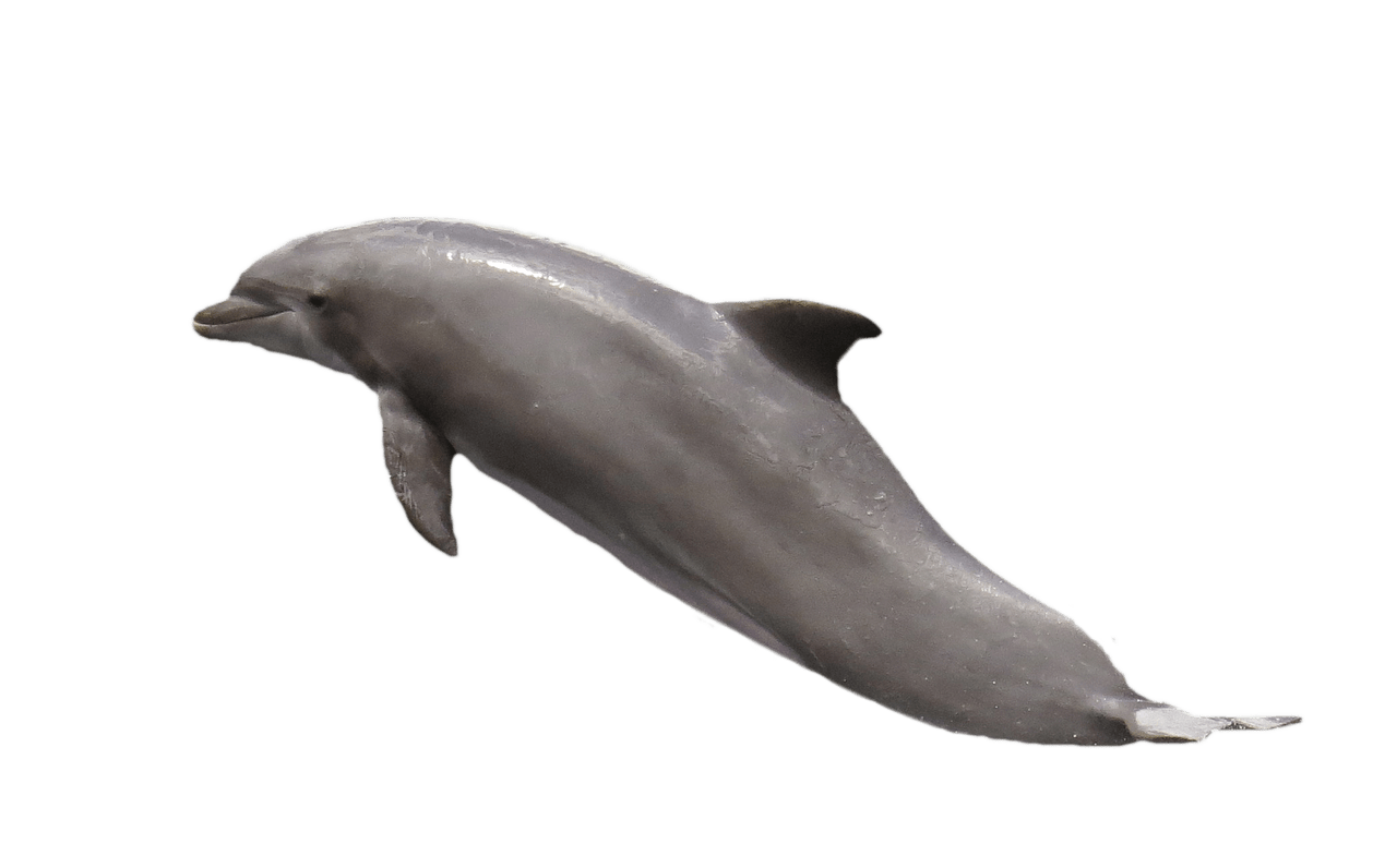 Dolphin PNG adulto