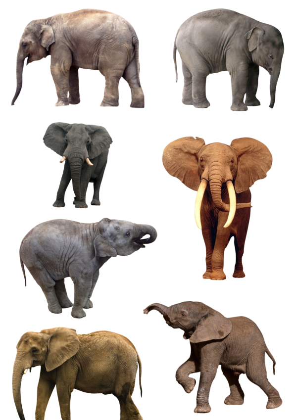Afrika Tiere transparenter Hintergrund