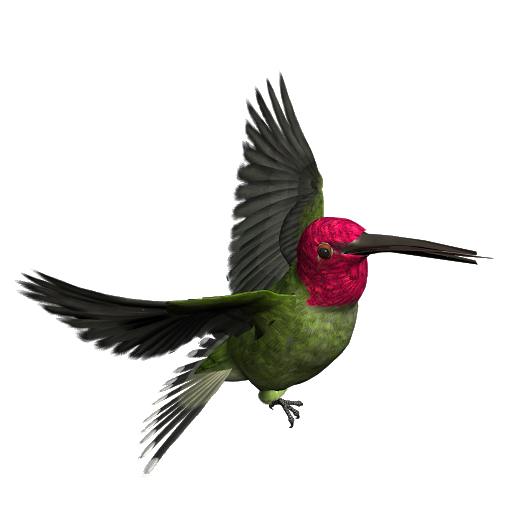 African Bird Background PNG Image