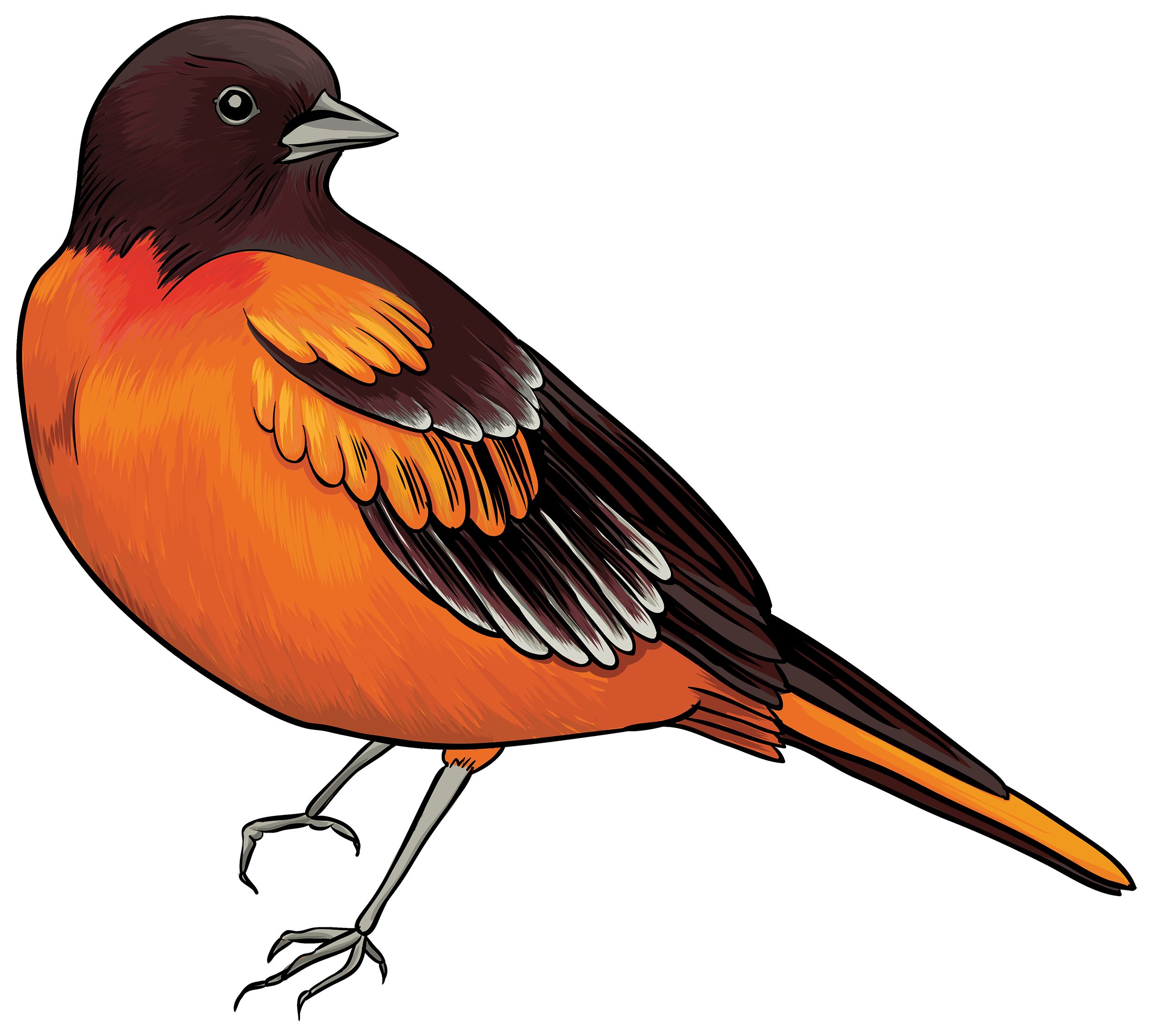 Afrikanischer Vogelhintergrund PNG