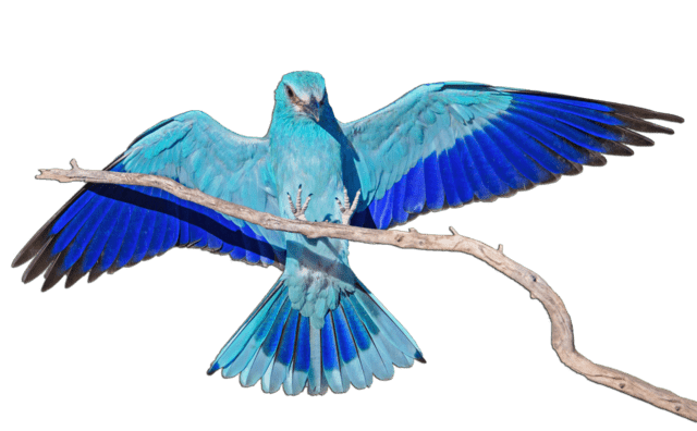 Afrikanischer Vogel transparent frei PNG