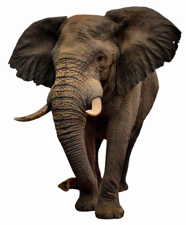 African Fondo de clip de PNG de elefante