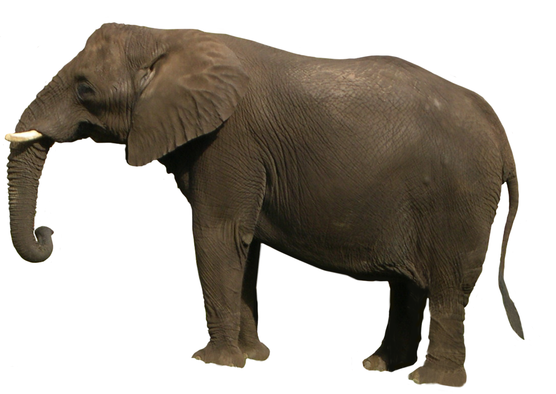 African Elefante PNG HD calidad