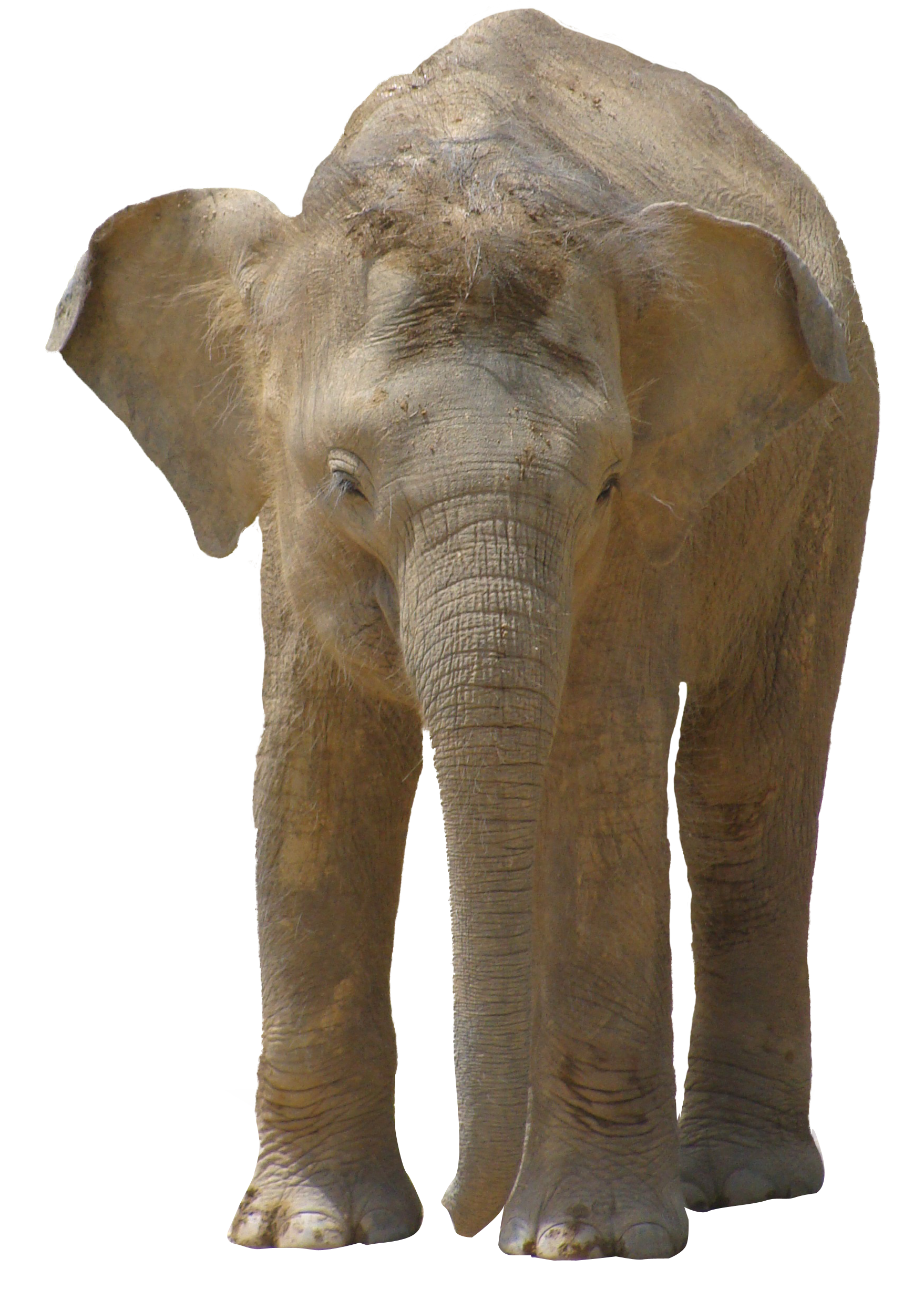 African Fondo transparente elefante