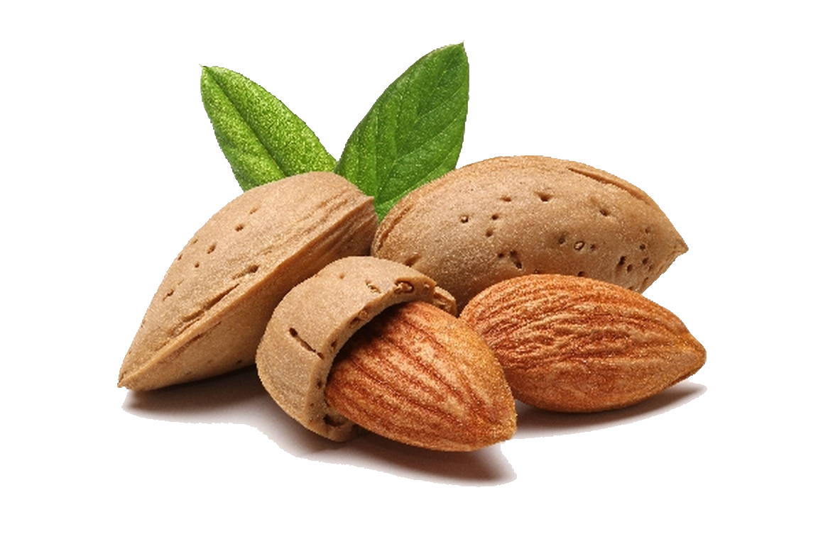 Almond Shell Leaves PNG