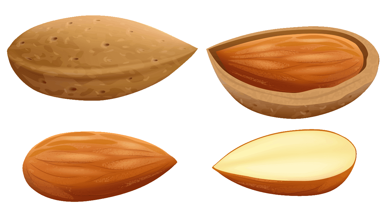 Almond Shell Sliced Transparent PNG
