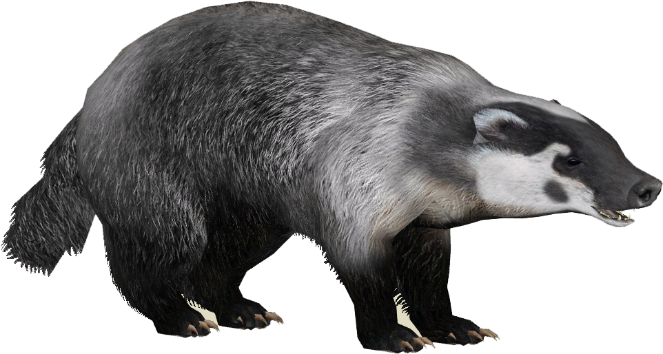 American Badger PNG