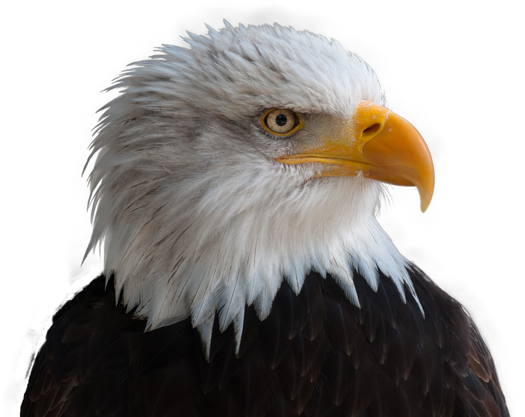 American Eagle Background PNG Image