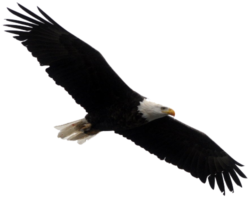 American Eagle Download Free PNG