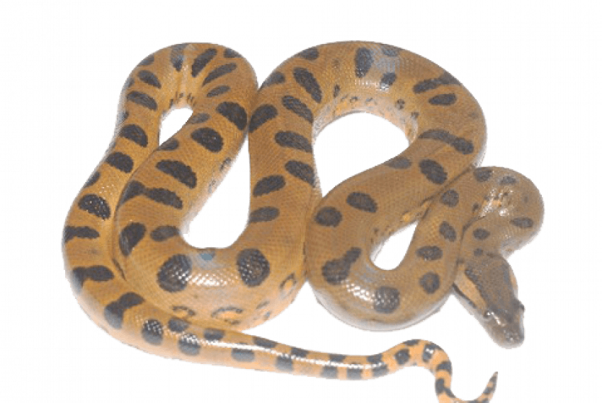 Anaconda Brown Snake PNG