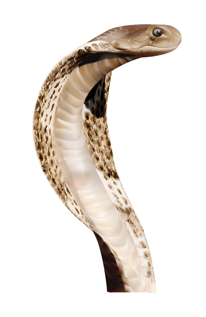 Anaconda Face PNG