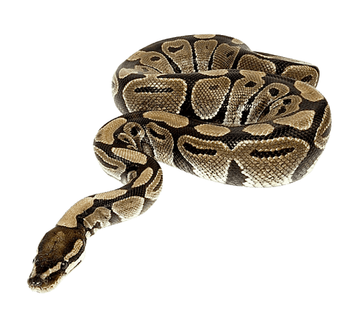 Anaconda Lying Snake PNG