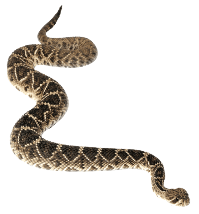 Anaconda Moving Snake PNG