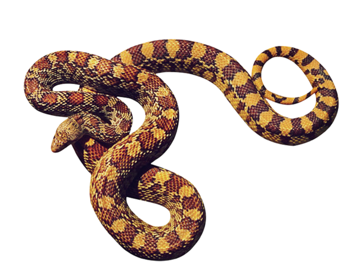 Anaconda Scary Snake PNG