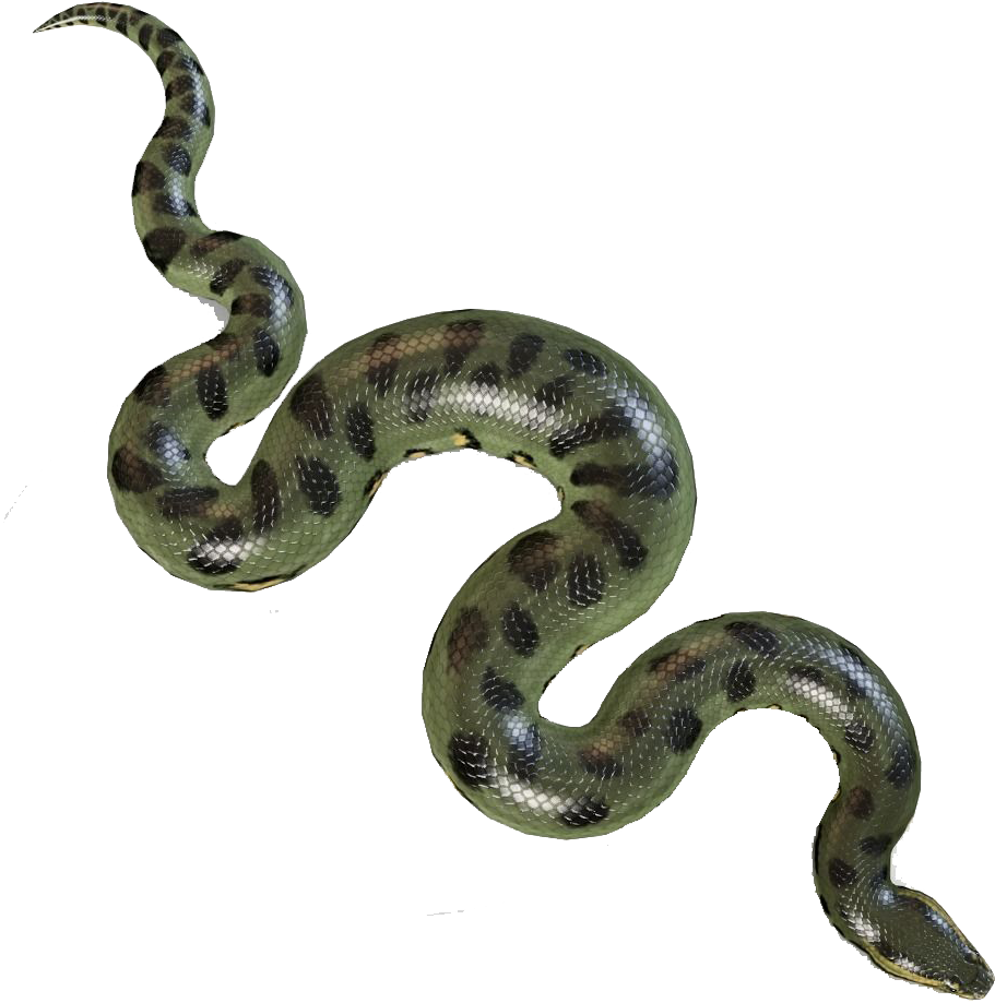 Anaconda Snake PNG