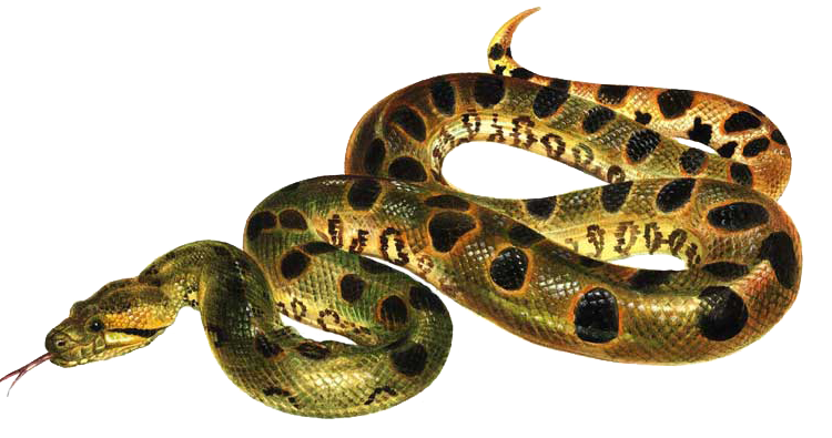 Anaconda Tongue PNG