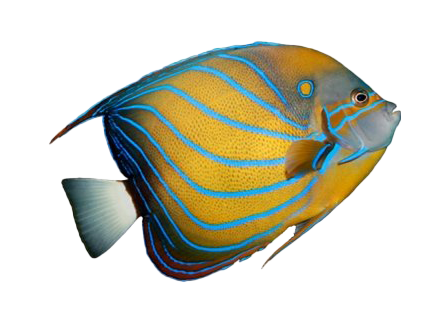 Angelfish PNG-Hintergrund