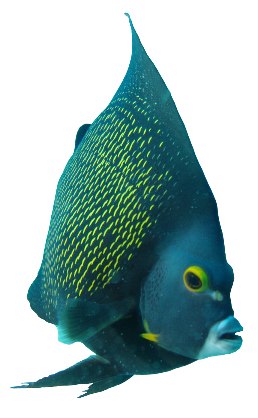 Angelfish PNG Clipart Background