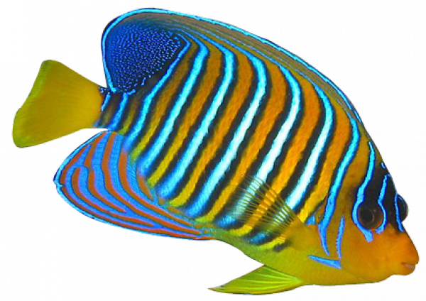 Angelfish PNG HD-Qualität