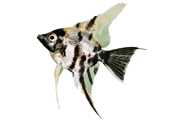 Angelfish PNG Images HD