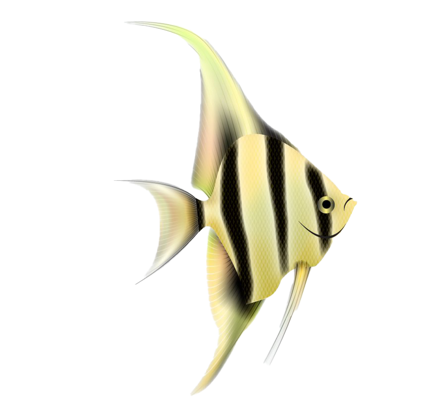 Angelfish Transparente Datei