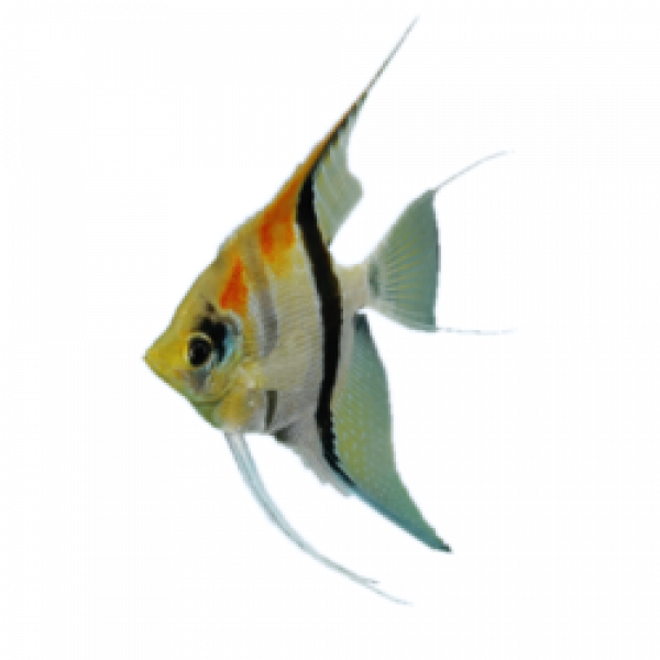 Angelfish Transparentes Bild