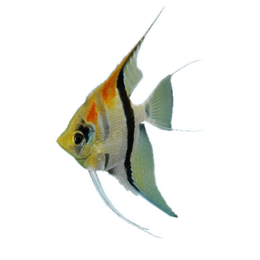 Angelfish Transparent PNG