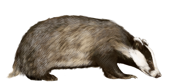 Angry Badger PNG