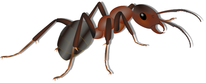 Ant Download Free PNG