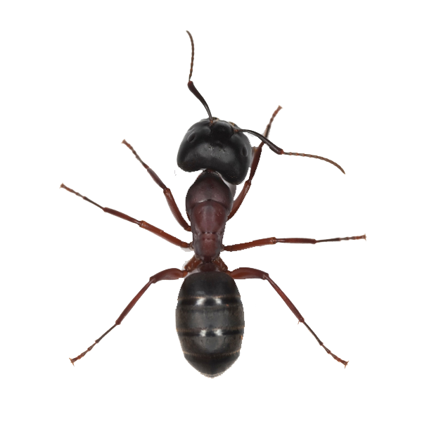 Ant Free PNG