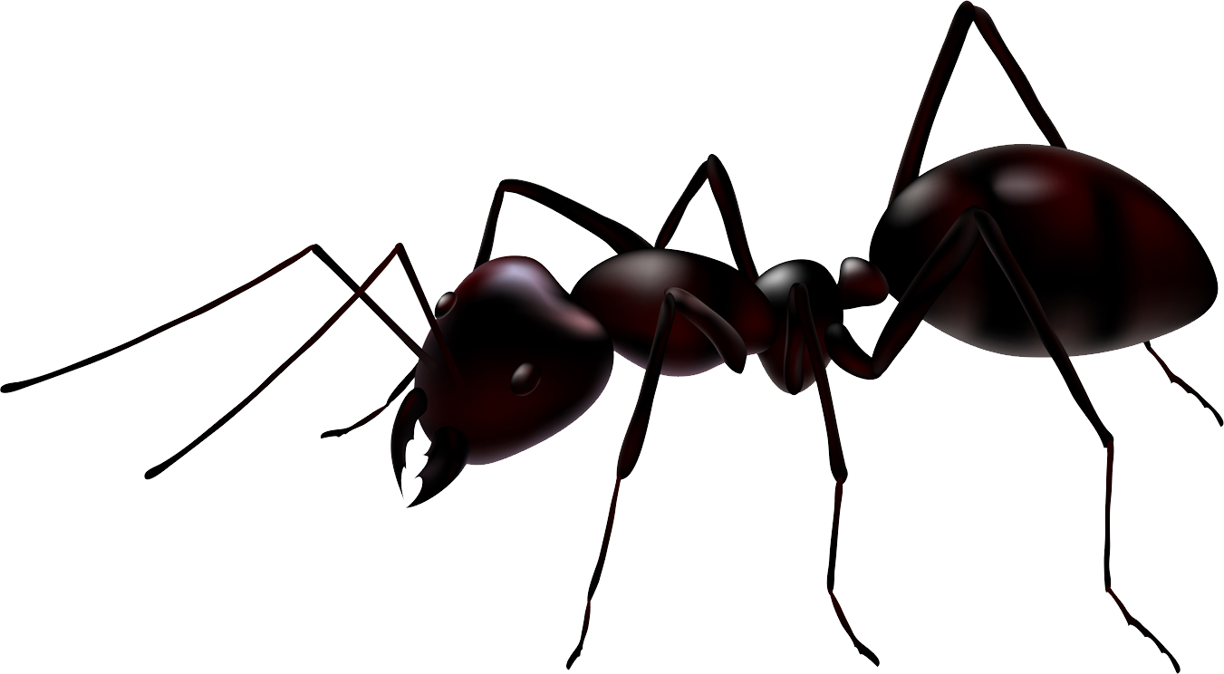 Ant PNG HD Quality