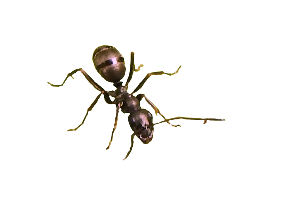 Ant Transparent Image