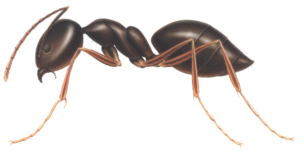 Ant Transparent PNG