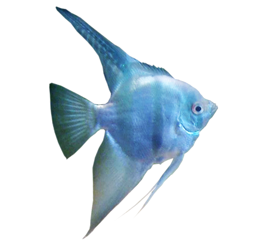 Aquarium Angelfish kein Hintergrund