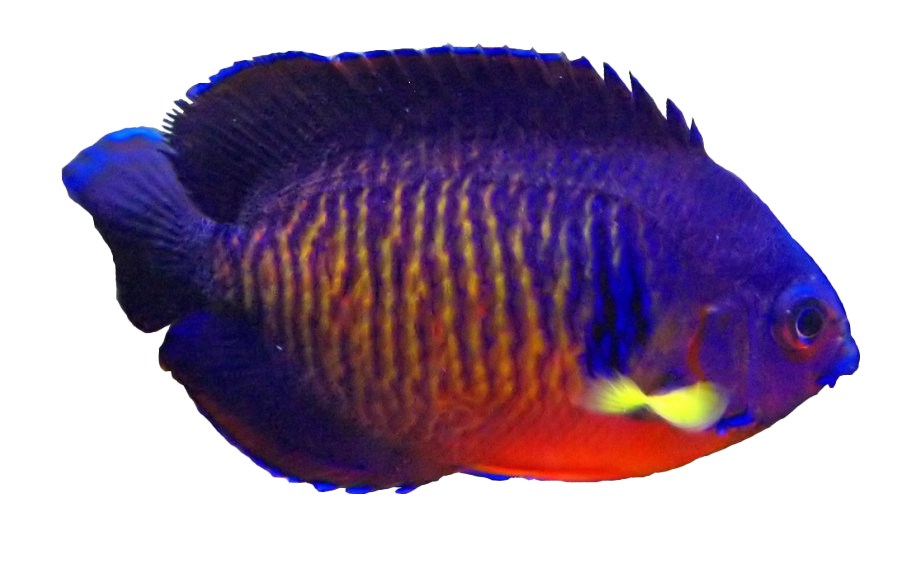 Aquarium Angelfish PNG Hintergrund
