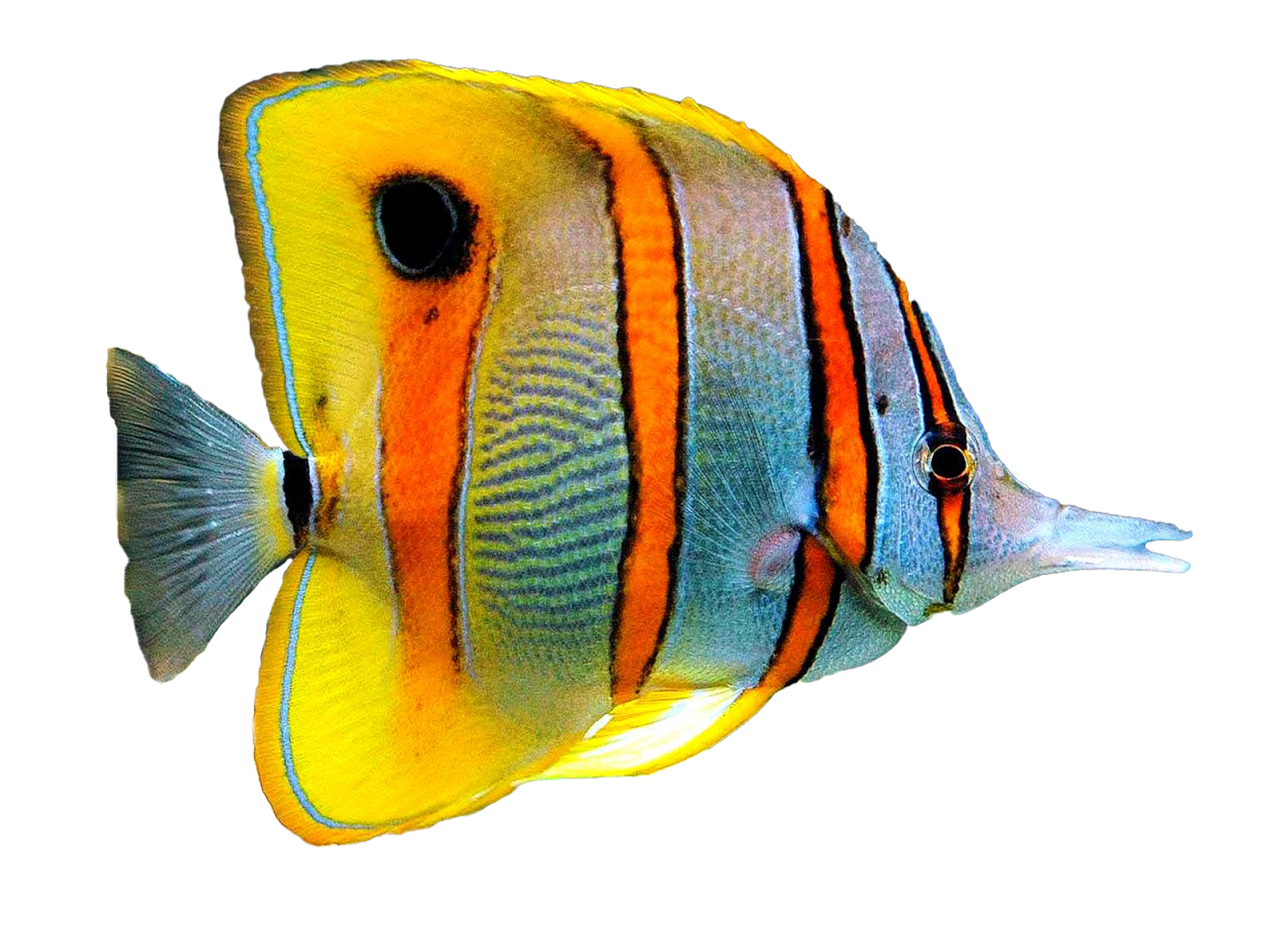 Aquarium Angelfish PNG Kostenlose Datei herunterladen