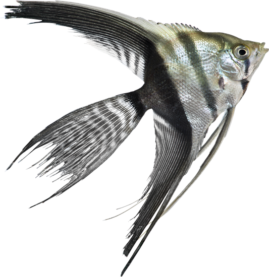 Aquarium Angelfish PNG-Bilder HD