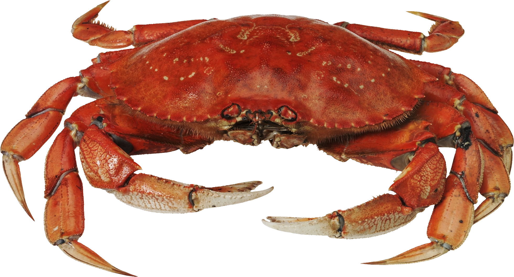 Aquatic Crab PNG