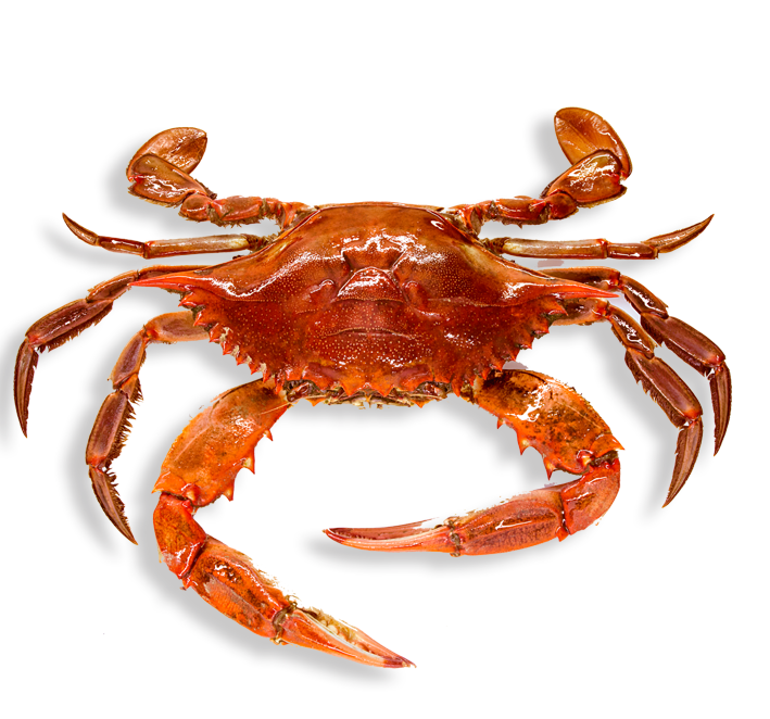 Aquatic Red Crab PNG