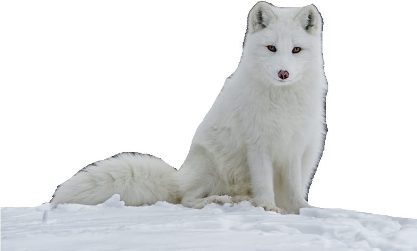 Arctic Fox Snow PNG