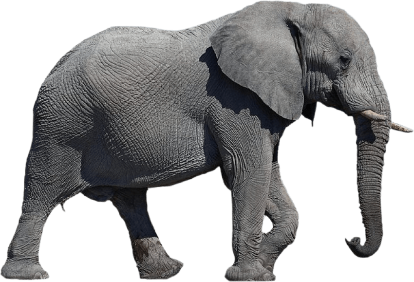 الفيل الآسيوية PNG Clipart