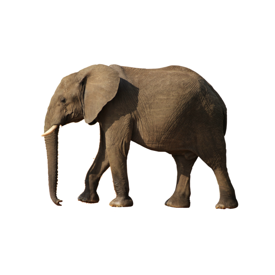 Asian Archivo transparente elefante