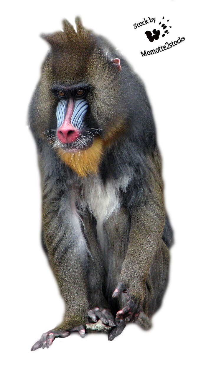 PNG transparent animal babouin