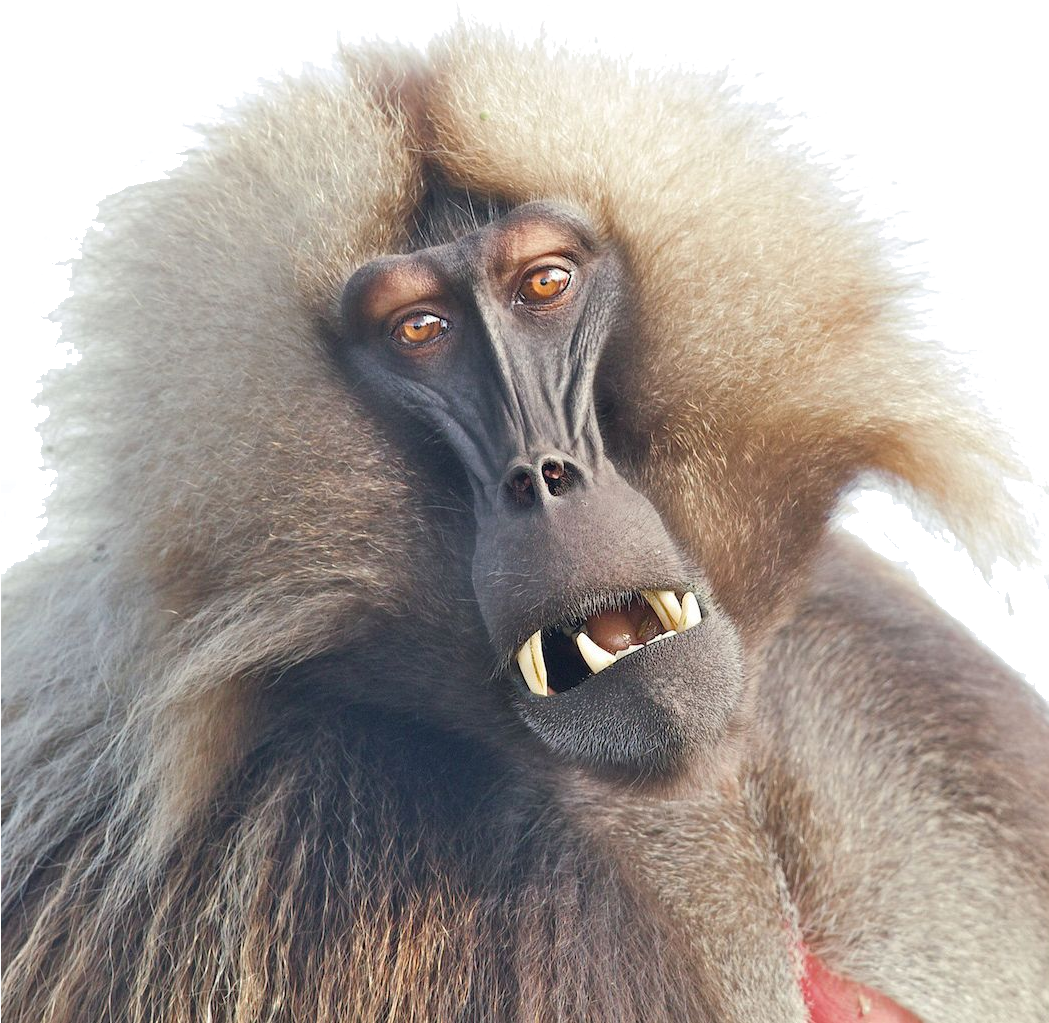 Baboon PNG images HD