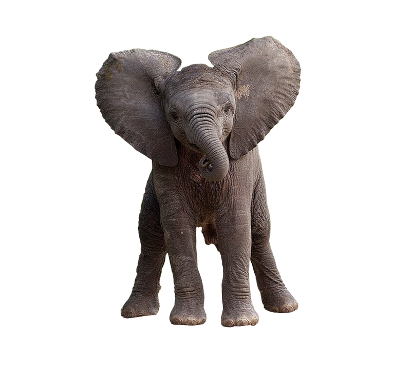 Baby Elefante PNG HD calidad