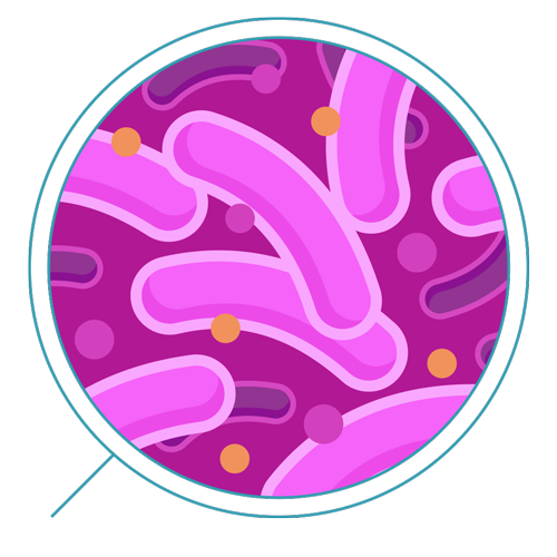 Bacteria Transparent Images