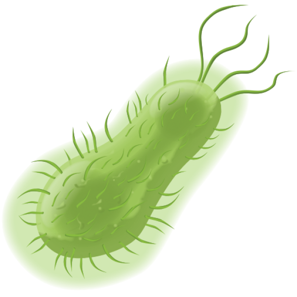 Bacteria Transparent PNG