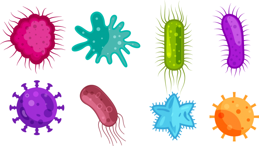 Bacteria Virus PNG Clipart Background