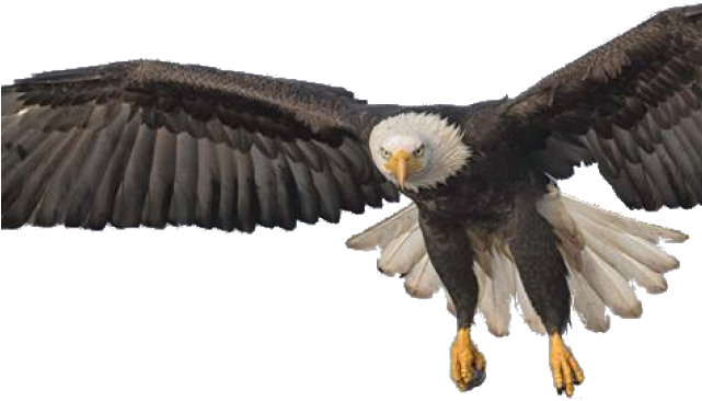 Bald Eagle Background PNG Image